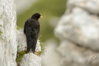 Kavce zlutozobe - Pyrrhocorax graculus - Yellow-billed Chough 7386